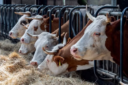 Livestock Equipment
